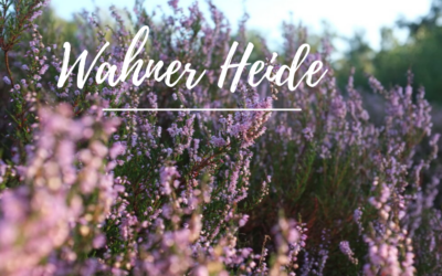 Wahner Heide Blütezeit – Heideblüte in der Wahner Heide