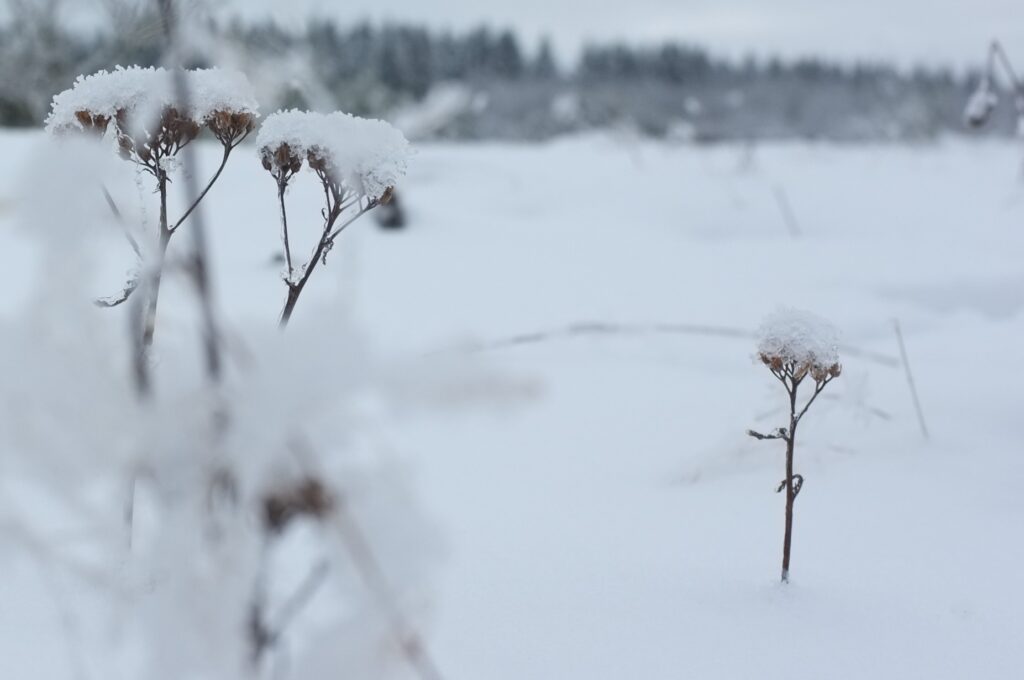 Winterwanderung Eifel – Die schönste Wanderung – Geheimtipp