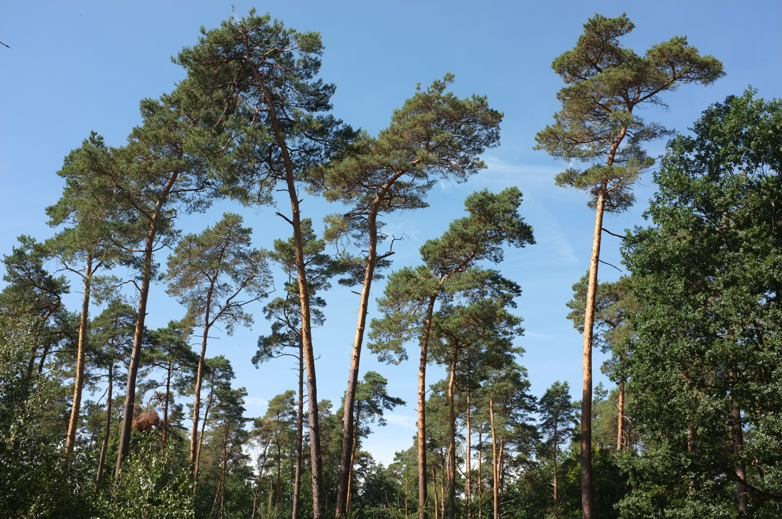Naturschutzgebiet Westruper Heide